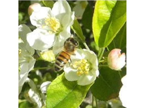 Buzz 'n' Bee Apiary - Epping, NH